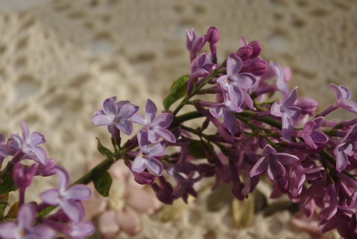 IMGP1677 (700x469, 341Kb)