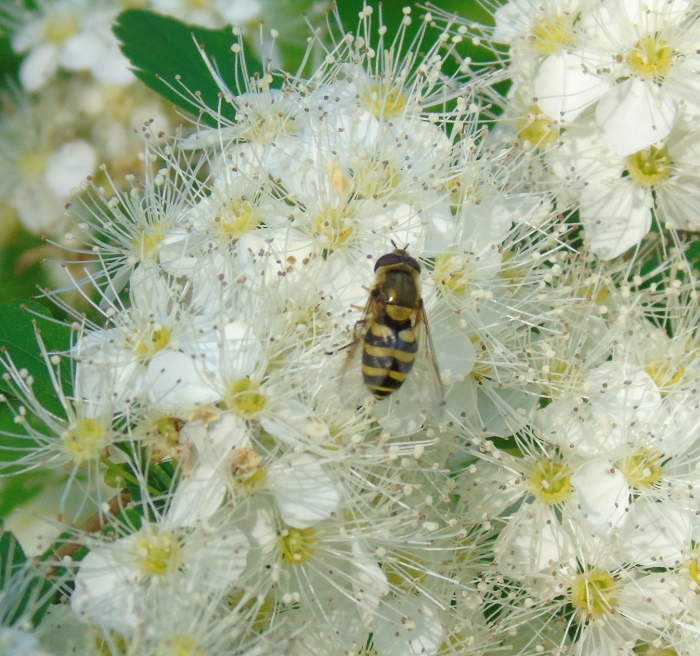 DSC03294 (700x656, 489Kb)