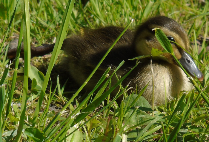 DSC03410 (700x478, 442Kb)