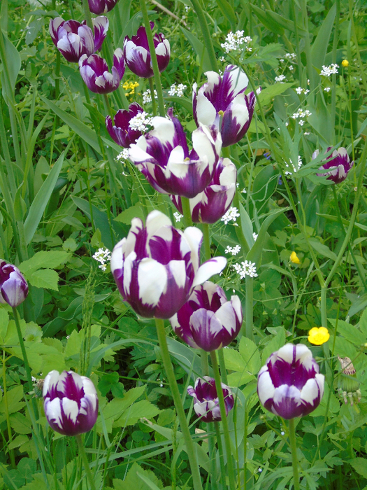 DSC03440 (525x700, 586Kb)