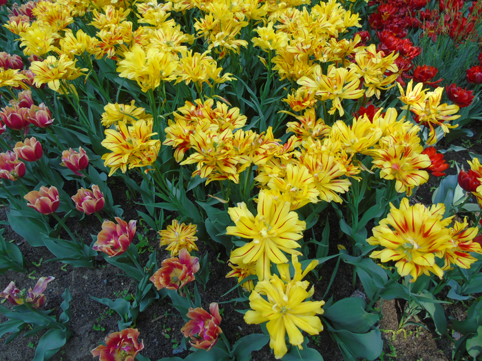 DSC03478 (700x525, 667Kb)