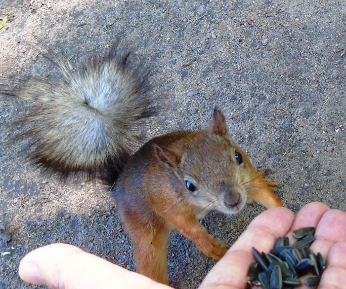 DSC03492 (700x586, 518Kb)