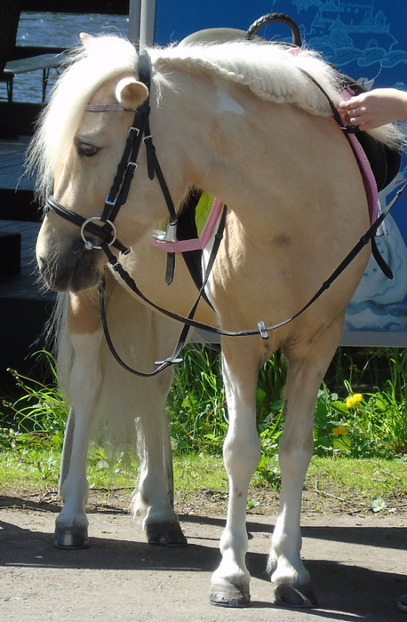 DSC03505 (458x700, 378Kb)