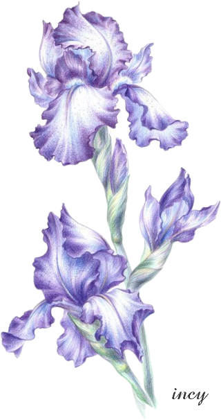 liliom0 (320x606, 262Kb)