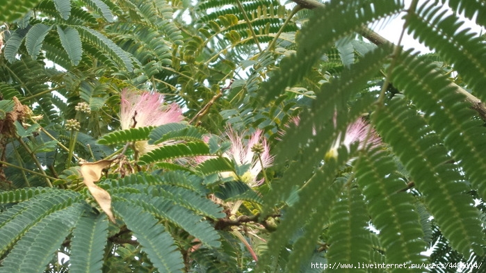 DSC09241 (700x393, 251Kb)