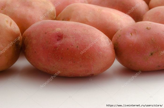 depositphotos_1133318-stock-photo-the-potatoes-of-the-rose (500x261, 122Kb)
