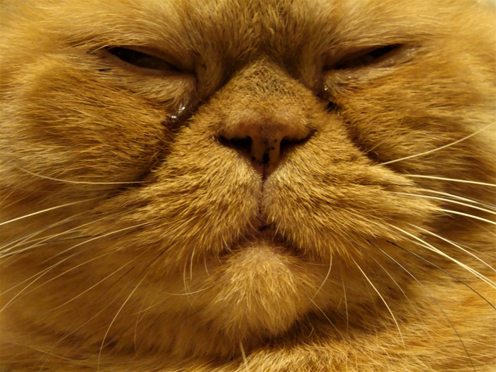 /6313355_715471 (700x525, 311Kb)