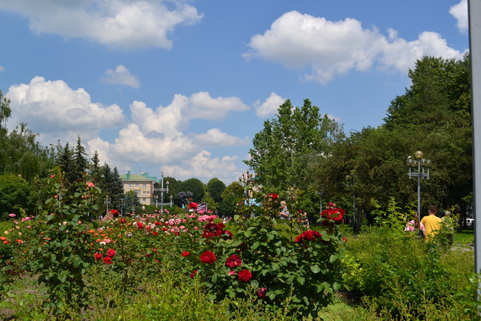 Аллея роз в энгельсе фото