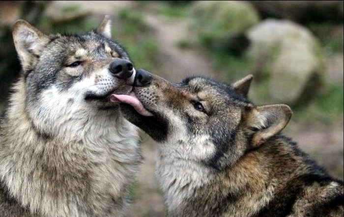 9a6243a6b4ce (700x443, 301Kb)