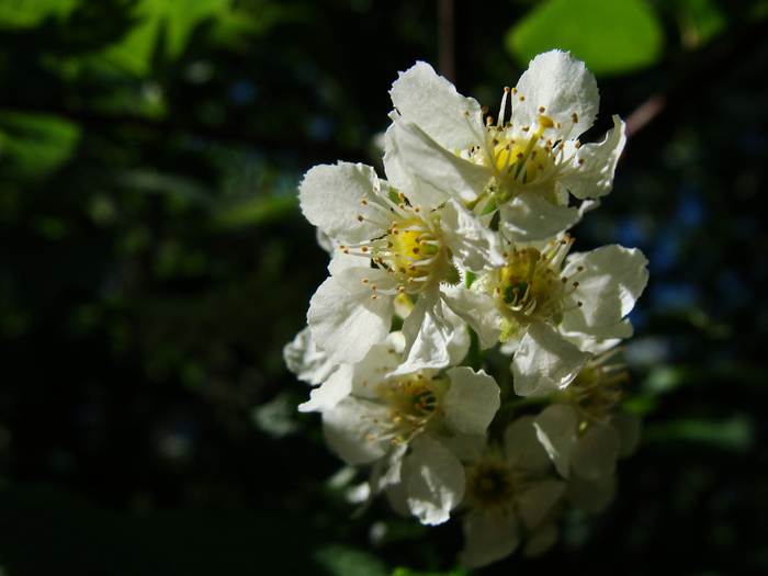 DSC02861 (700x525, 331Kb)