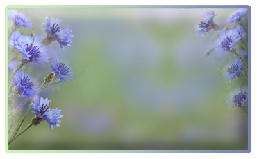 5392353_miniaturash_vasilki (370x230, 95Kb)