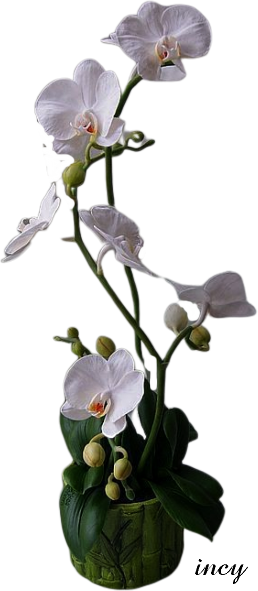 fehér orchidea (258x591, 174Kb)