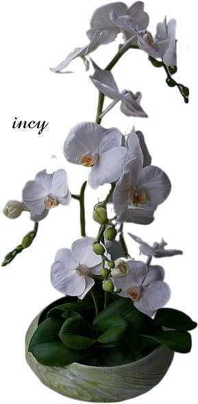 zöld tál ,f ,orchidea (289x589, 235Kb)
