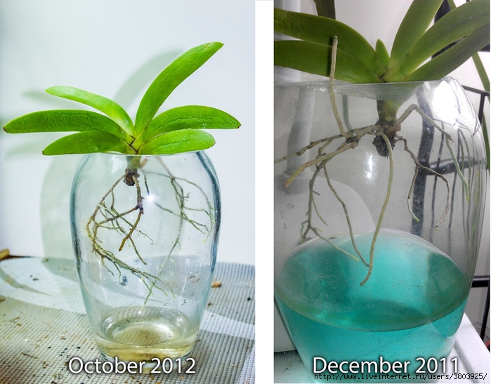 angraecum leonis 1 year growth (700x547, 277Kb)