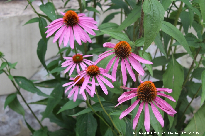 IMG_3828 (700x466, 262Kb)