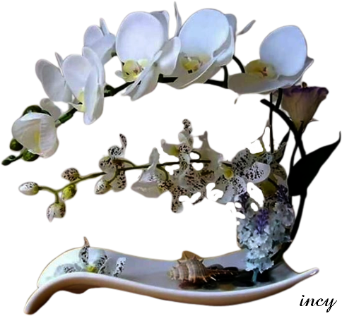 orchidea fehér (484x448, 302Kb)