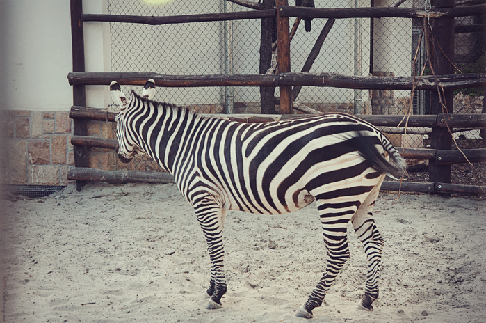 4752699_zebra312 (700x464, 273Kb)