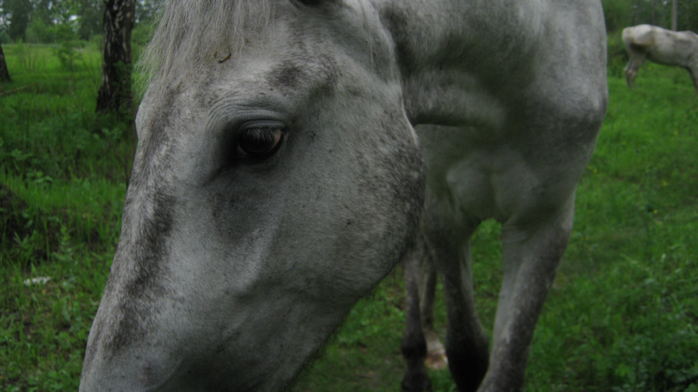 IMG_7065 (700x392, 326Kb)