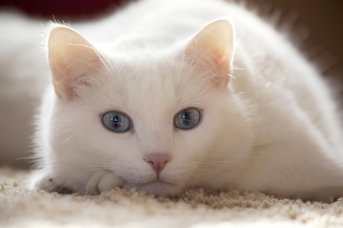 Cats_White_Glance_360948 (700x466, 272Kb)