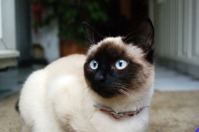 siamese-photo-10 (700x466, 411Kb)