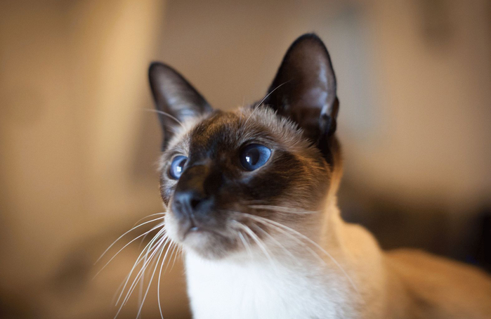 сиамская-порода-кошек-фото (700x454, 225Kb)