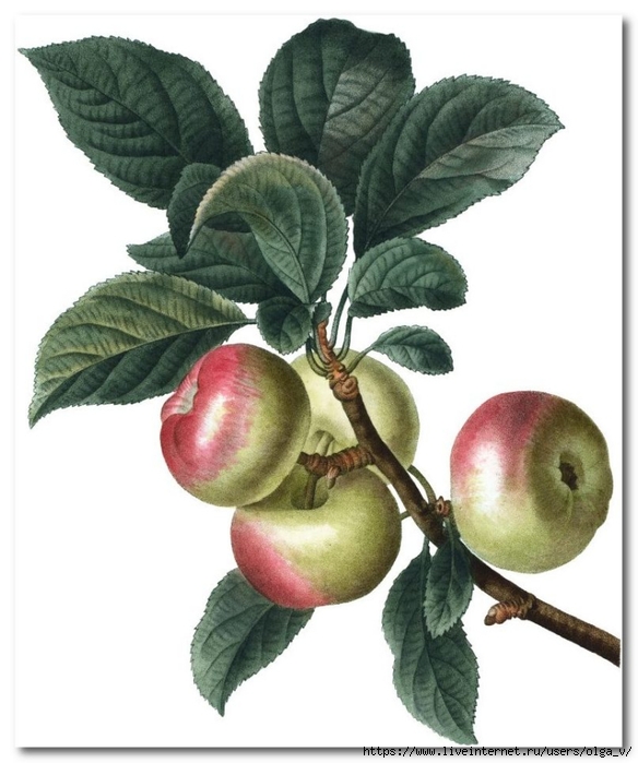 Botanical-Apples-Image-GraphicsFairy-768x927 (584x700, 220Kb)