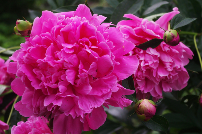 IMGP2434 (700x464, 422Kb)