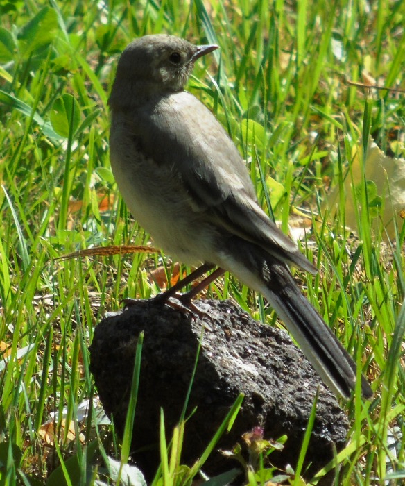 DSC01313 (584x700, 526Kb)