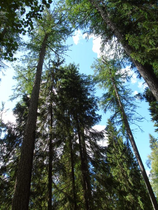 DSC01410 (525x700, 499Kb)