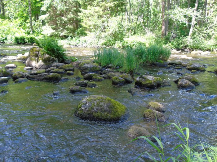 DSC01450 (700x525, 470Kb)