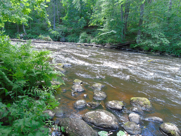 DSC01492 (700x525, 652Kb)