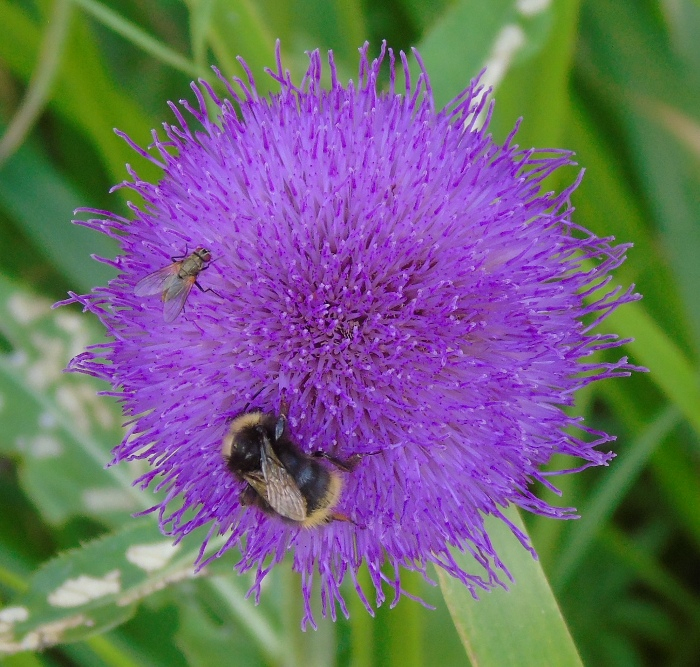 DSC01516 (700x667, 561Kb)