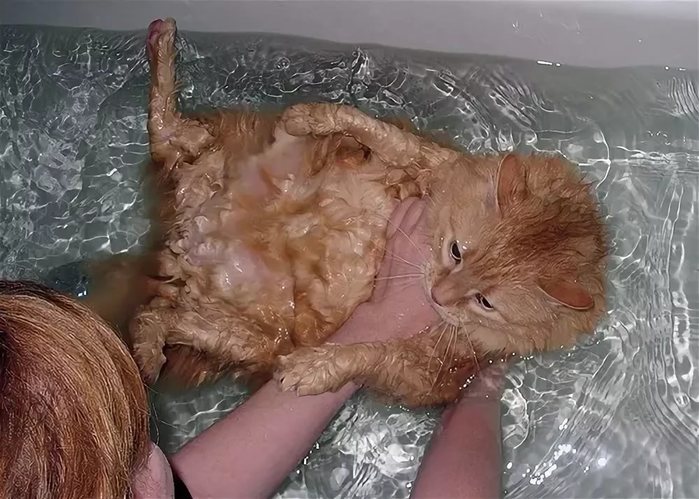 Дрожит после купания. Купание кошки. Кот купается. Котенок купается. Купание рыжего кота.