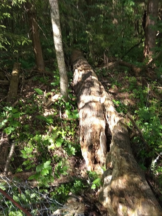 IMG_20190601_143400 (525x700, 202Kb)