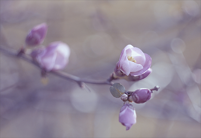 237902_main (700x479, 112Kb)