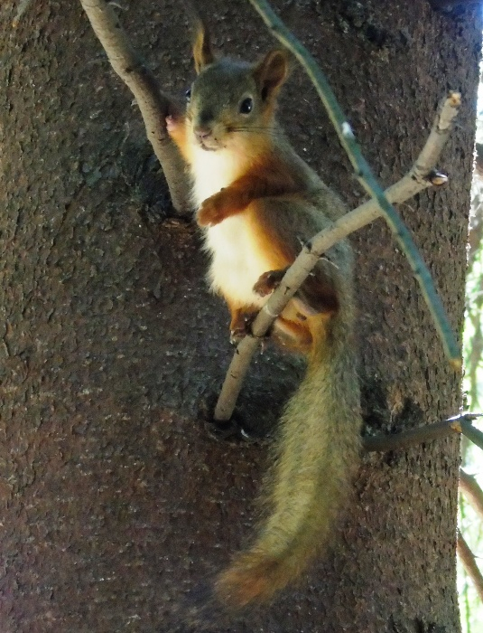 DSC01658 (535x700, 405Kb)