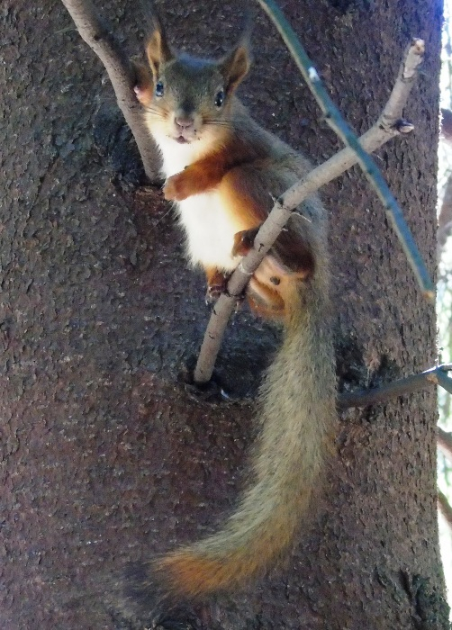 DSC01666 (502x700, 392Kb)