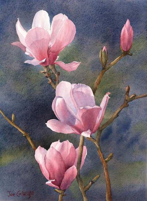 Magnolias-2-Dark-Background-WC-version (511x700, 45Kb)