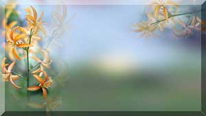  (300x169, 9Kb)
