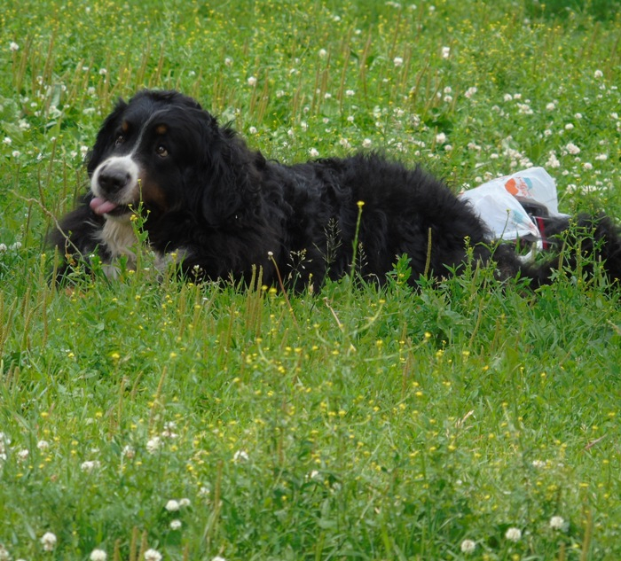 DSC02124 (700x633, 560Kb)