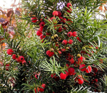 Превью myrkkykasvi myrkkypensas myrkyllinen kasvi marjakuusi Taxus baccata kokoluokka- 1-5 metriГ¤ (700x612, 736Kb)