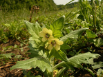  myrkyllinen kasvi hullukaali Hyoscyamus niger (700x525, 452Kb)