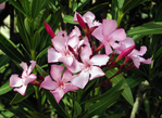  myrkyllinen kasvi oleanteri Nerium oleander (700x510, 383Kb)