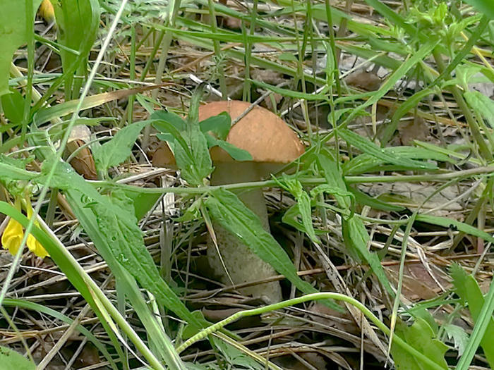6469237_2019071002 (700x525, 114Kb)