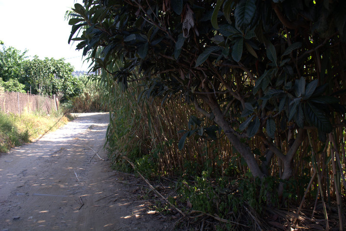 DSC_0204 (700x466, 436Kb)