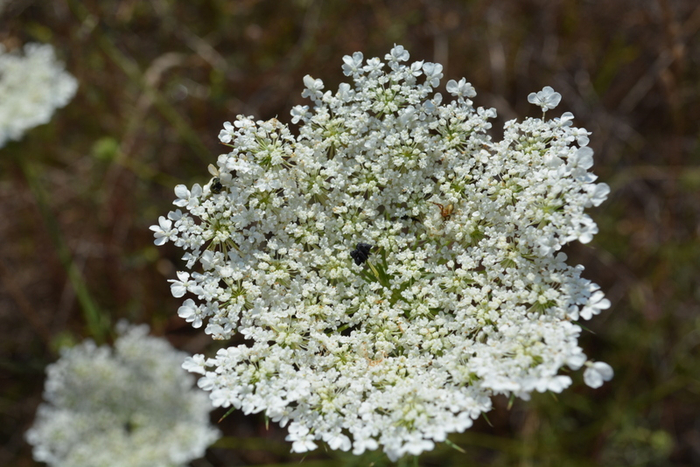 DSC_0221 (700x467, 384Kb)