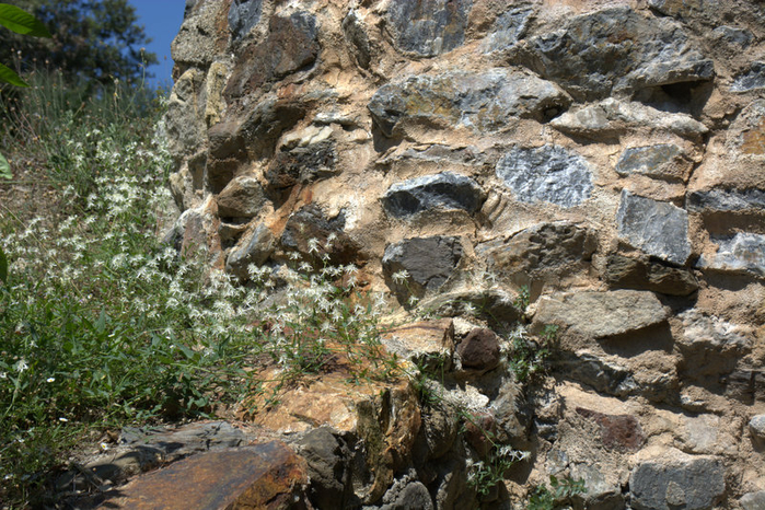 DSC_0255 (700x466, 528Kb)