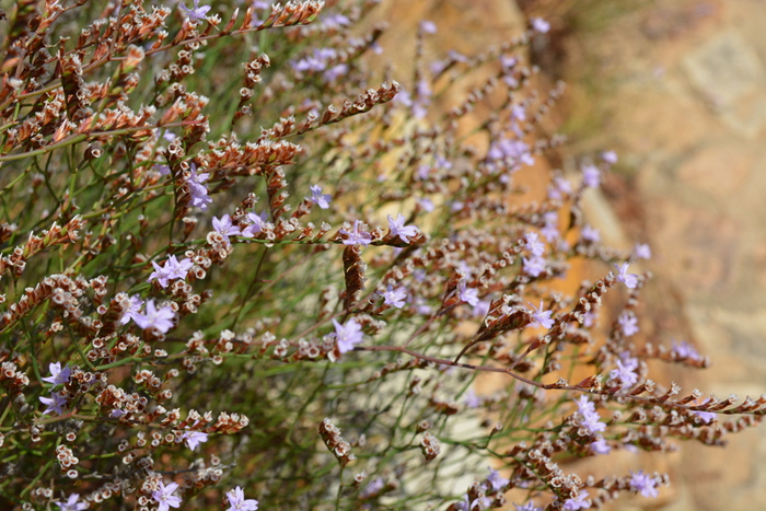 DSC_0450 (700x467, 456Kb)