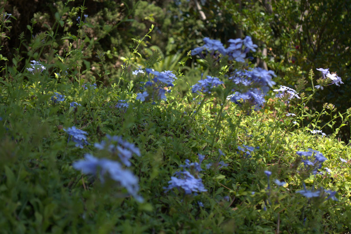 DSC_0504 (700x466, 477Kb)