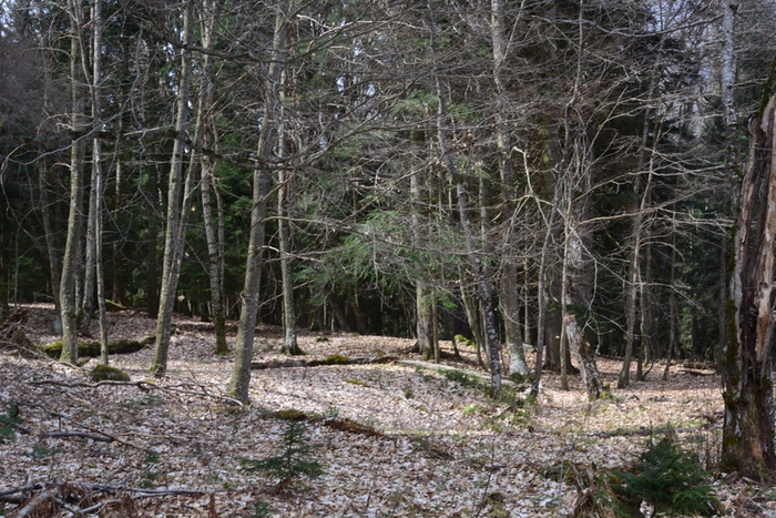 DSC_0882 (700x467, 506Kb)